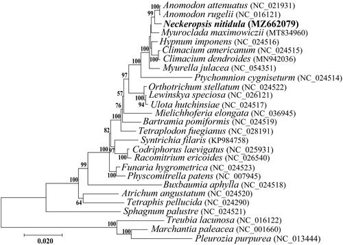 Figure 1. Phylogenetic relationship among Neckeropsis nitidula constructed by maximum-likelihood analysis based on 33 mitochondrial protein-coding genes common in all taxa. A bootstrap values above 50% are given at the nodes. Three Marchantiophyta species were selected as outgroup.
