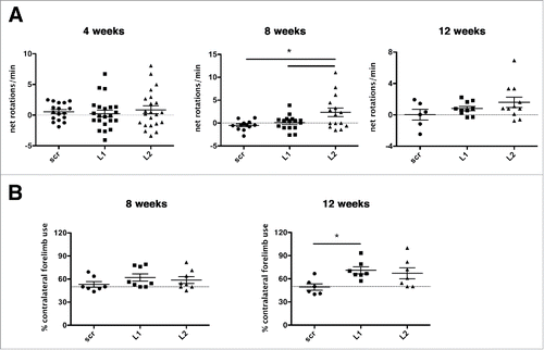 Figure 9. Deterioration of the dopaminergic system evoked by CMA impairment produces abnormal motor behavioral phenotypes. (A) LAMP2A downregulation with L2-shRNA resulted in increased net d-amphetamine-induced ipsilateral rotations at 8-wk post-injection, with a similar trend at 12 wk, indicating a unilateral motor impairment (*, p < 0.05; n = 22 animals/group for 4 wk, n = 15 animals/group for 8 wk, n = 11 animals/group for 12 wk, one-way ANOVA). (B) Contralateral forelimb use as assessed in the cylinder test was significantly increased at the 12-wk time point in unilaterally L1 Lamp2a-shRNA-rAAV-injected rats, while a similar trend occurred in L2 shRNA-rAAV-injected rats, indicating forelimb use asymmetry (*, p < 0.05; n = 7 animals/group, one-way ANOVA).