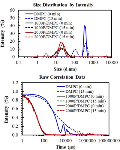 Figure 8. Particle size distribution plots (top) and correlation plots (bottom) of hydrated DMPC (solid blue), 1000 P/DMPC (solid black), and 2000 P/DMPC (solid red) particles. The changes in the DLS profiles after a short-term storage (15 min) were also demonstrated for each sample (dashed lines).