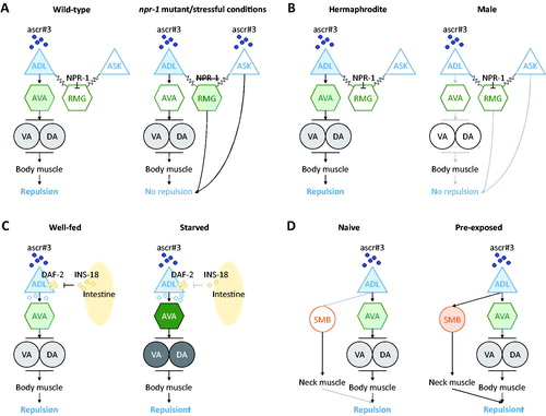Figure 1. Models for behavioral plasticity of ascr#3 avoidance. (A) In npr-1(lf) hermaphrodite, ASK and RMG antagonize ADL chemical synapses and decrease ascr#3 avoidance. (B) In wild-type male, ADL ascr#3 response is decreased due to sexual dimorphism. ASK and RMG circuit antagonizes ADL output to further reduce ascr#3 avoidance. (C) In starved conditions, secretion of INS-18 from the intestine is decreased, which activates the DAF-2 signaling of ADL, resulting in increase in synaptic release from ADL to downstream neurons, and promotes enhanced ascr#3 avoidance. (D) In pre-exposed condition, ADL-SMB synaptic activities that are inactive in naïve animals is altered to promote enhanced ascr#3 avoidance.