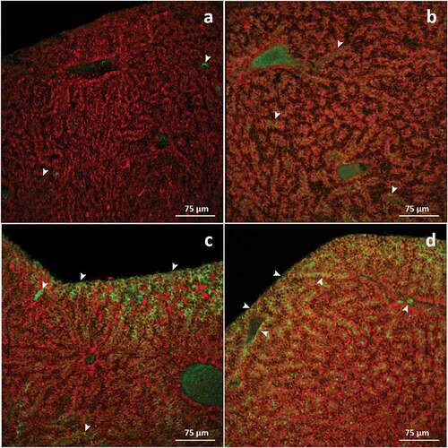 Figure 6. Confocal micrographs of Danio rerio liver. Sections are labeled with a mouse monoclonal antibody against Cu-Zn superoxide dismutase-1 (green-FITC labeled); nuclei labeled with propidium iodide (red). (a) In control specimens, no or weak signal is evident in the hepatic parenchyma (arrowhead); (b) Compared to basal conditions, after 48 hours of exposure to TBZ, a slight increase in staining intensity is observed (arrowhead). (c) After 96 hours of exposure, the immunostaining drastically increases within the parenchyma, especially at the tissue’s periphery (arrowhead). (d) The intensity of immunopositive hepatocytes further increases after 192 hours of exposure to TBZ, and immunosignal appears in the endothelial cells (arrowhead).