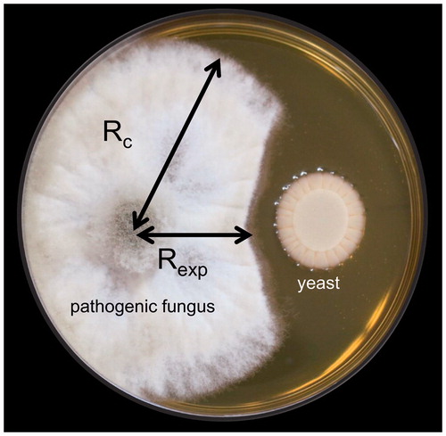 Figure 1. Diffusible metabolite assay in dual culture. Inhibition rate was calculated as [(Rc − Rexp)/Rc] × 100%, where Rc represents the longest diameter of the fungal mycelium and Rexp the horizontal diameter of the pathogenic fungus (which show the inhibitory effect).