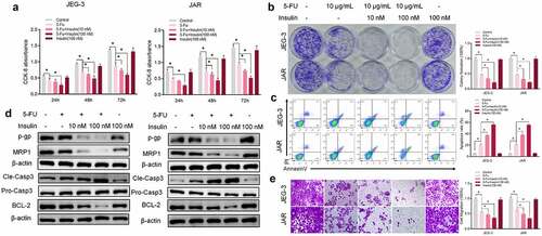 Figure 1. Insulin sensitizes choriocarcinoma cells to 5-FU in vitro. (a) CCK-8 assays were used to evaluate cell proliferation at different times. (b) Colony formation assay showing proliferation of JEG-3 and JARS cells cultured in 5-FU or insulin for 48 h. (c) Quantification and analysis of apoptosis rates of JEG-3 and JARS cells cultured in 5-FU or insulin for 48 h using flow cytometry. (d) Western blot analysis showing protein expression levels of p-gp, MRP1, cleaved caspase-3 (Cle-Casp3), pro caspase-3 (Pro-Casp3), and BCL-2 in JEG-3 and JARS cells. β-Actin was used as the internal reference. (e) Cells migration rate detection using Transwell assay. Data are expressed as mean ± SEM (n = 3; *p < 0.05)