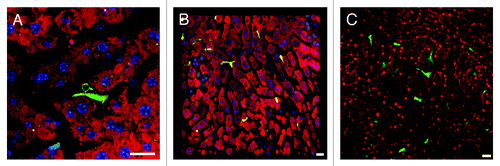 Figure 4. Complementary imaging techniques for reporter mice with fluorescent immune cells. (A) Single z-slice of a lysM-EGFP mouse liver with fluorescent myelomonocytic cells (solid green cytoplasm, in this case a Kupffer cell). MitoTracker was used to visualize hepatocytes (red), CD8+ T cells were labeled with anti-mouse CD8a-PE (green outline) and nuclei are blue (Hoechst). (B) 3D reconstruction of a z-stack from a CD11c-EYFP mouse liver with fluorescent dendritic cells (yellow). Parenchymal cells are red (MitoTracker), nuclei are blue (Hoechst). Scale bar 50 μm. (C) A DsRed x lysM-EGFP hybrid mouse has red fluorescent hepatocytes and green fluorescent Kupffer and myelomonocytic cells. All other scale bars 20 µm.