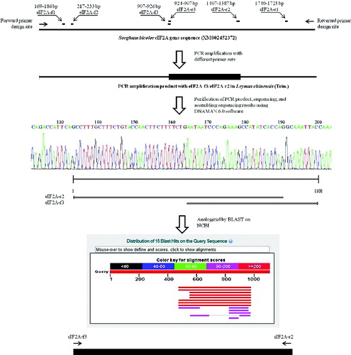 Figure 2. Process of gene cloning of the positive gene, LceIF2A and subsequent sequence analysis.