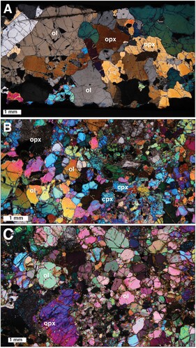 Figure 4. A. Undeformed dunite xenolith with main phases annotated: olivine (ol), orthopyroxene (opx). LLR-27. B, C. Deformed peridotites, with extensively recrystallised olivine. In these samples, clinopyroxene (cpx) occurs as dusty grains. LLR-42, LLR-15.