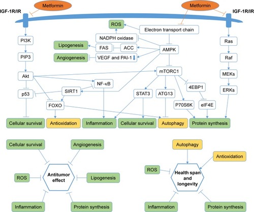 Figure 2 Metformin targets multiple pathways of oncogenesis and aging.