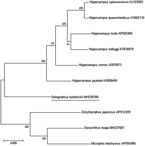 Figure 1. Phylogenetic tree showing the relationship among S. hardwickii and nine other species of Syngnathidae based on maximum-likelihood (ML) approach. Numbers behind each node denote the bootstrap support values. The GenBank accession numbers are indicated on the right side of species names.