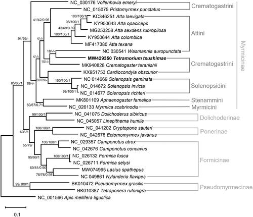 Figure 1. Maximum likelihood, neighbor-joining, and Bayesian inference phylogenetic trees based on the concatenated PCGs and two rRNA genes of 29 Hymenoptera species (28 ants and one bee). Phylogenetic tree was drawn based on the maximum likelihood phylogenetic tree. Numbers at nodes indicate bootstrap support values of maximum likelihood and neighbor-joining trees, and posterior probability of Bayesian inference tree, respectively.