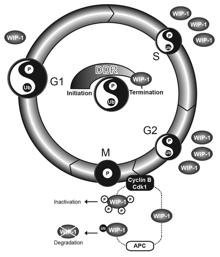Figure 1. Wip1 inactivation and degradation lead to truncated DDR in mitosis. Wip1 phosphatase terminates the DDR. Here, the concept of yin-yang is used to represent the harmony of phosphorylation (p = Yin-dark) and ubiquitination (Ub = Yang-white) events in the coordination of the fully activated DDR during G1, S, and G2. Only the fully activated DDR can execute DNA repair. The domination of Yin (P) in the DDR results from the truncated and inactive DDR during mitosis (M), which can identify, but not repair, DNA damage. The inactivation and degradation of Wip1 enables the existence of truncated DDR (Yin) in mitosis. Once the cell exits mitosis, Wip1 expression gradually increases.