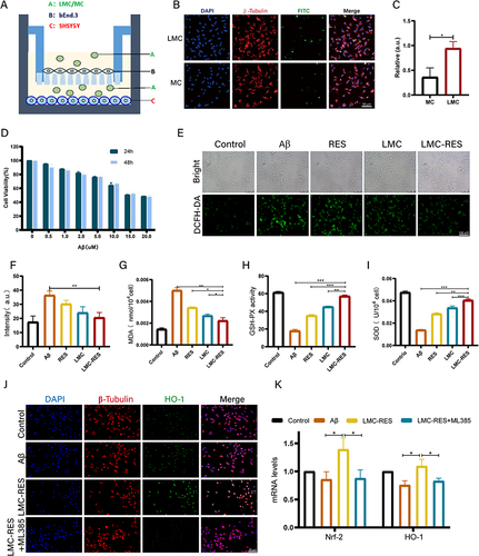 Figure 2 LMC-RES inhibit oxidative stress in SH-SY5Y cells. (A) Schematic diagram of Transwell mimicking the BBB in vitro. (B and C) Uptake of LMC and MC by SH-SY5Y cells and quantitative analysis. (D) CCK-8 assay of Aβ concentration. (E) Fluorescence images of DCFH-DA probes in different groups of SH-SY5Y cells. (F) Quantitative analysis of ROS fluorescence in different groups. (G–I) MDA and SOD concentrations and GSH activity of SH-SY5Y cells in different groups. (J) Fluorescence images of HO-1 in different groups of SH-SY5Y cells. (K) RT-PCR of Nrf2, HO-1 in different groups of SH-SY5Y cells. All data are expressed as mean ± SD (n = 3). *P < 0.05, **P < 0.01, ***P < 0.001.