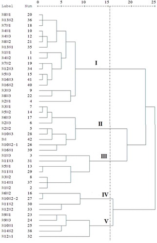 Figure 2. Dendrogram of grouping 42 barberry accessions based using Ward’s method.