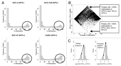 Figure 1 Global methylation in HPV(+) and HPV(−) cell lines. (A) Histogram of % methylation of CpG sites represented on the Illumina Infinium methylation array for each cell line. There is a shift to more sites with high methylation in HPV(+) cells (gray circles; see also Sup. Fig. 4). The number (%) of genomic sites with greater than 80% methylation in each cell line is: SCC-4: 6402 (23.2%); SCC-74A: 4138 (15.0%); SCC-47: 7707 (27.9%); CaSki: 9322 (33.8%). The Illumina array is designed to assess sites thought to be functionally relevant. (B) Scatterplot showing average percent methylation across all 4 cell lines (x-axis) versus the difference in methylation between HPV(+) and HPV(−) cells (y-axis) from Illumina array. Most of the differentially methylated sites have higher levels of methylation in HPV(+) cells (seen by the high density of points at the top of the plot), while very few have higher methylation in HPV(−) cells. (C) Histograms of log2 fold changes between HPV(+) and HPV(−) cells revealed by the Affymetrix MeDIP-tiling approach (global vs. promoter regions) confirms that overall methylation is higher in the HPV(+) cell lines. Sites greater than 0 have higher methylation in HPV(+) cells; sites less than 0 have higher methylation in HPV(−) cells. Fold change between the number of sites greater than 0 and less than 0 is provided in the plots. A significance cutoff of p < 0.0005 for the difference between HPV(+) and HPV(−) cells was used to filter the sites prior to the analysis. This trend for increased methylation in HPV(+) cells is stronger in promoter regions than in other non-repetitive regions (p = 1.9 × 10−26; odds ratio = 1.7, Fisher's Exact test).