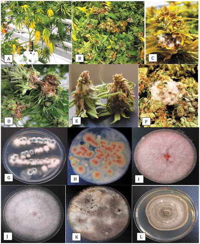 Fig. 3 Disease symptoms on greenhouse-grown cannabis plants and recovery of pathogens from diseased inflorescences. (a) Yellowing of lower leaves due to crown infection by Fusarium oxysporum. (b) Infected inflorescences (buds) from which F. oxysporum was recovered. (c) Close-up of diseased inflorescence showing mycelial growth of F. oxysporum under greenhouse conditions. (d) Symptoms of bud rot caused by Botrytis cinerea showing necrotic tissues and mycelial growth. (e) Mycelial growth of Fusarium sporotrichioides on harvested bud in the drying room. (f) Mycelial growth on freshly harvested inflorescences which were incubated under moist conditions in the laboratory for 5 days. The bud on the left has F. sporotrichioides and the one on the right has F. proliferatum. (g) Development of F. oxysporum from a bud streak. Blue-green colonies are those of P. spathulatum. (h) Development of F. proliferatum (pink-orange colonies) from a bud streak. The sparse white mycelium also growing on edges of the plate is B. cinerea. (i) Colony of F. sporotrichioides. (j) Colony of F. oxysporum. (k) Colony of B. cinerea. (l) Colony of Alternaria chlamydosporigena. Colonies shown in (i–k) were photographed after 10 days of growth on PDA at 21–24°C