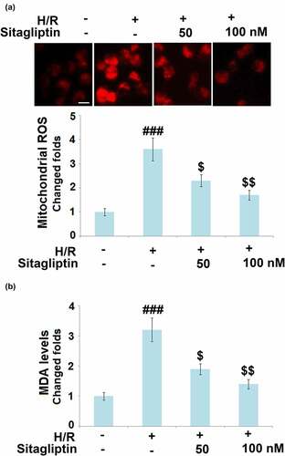 Figure 3. Sitagliptin mitigated oxidative stress in H/R-challenged H9c2 cardiomyocytes. Cells were exposed to H/R in the presence or absence of Sitagliptin (50, 100 nM) for 6 h. (a). Mitochondrial ROS; Scale bar, 50 μm; (b). MDA levels (###, P < 0.001 vs. vehicle group; $, $$, P < 0.05, 0.01 vs. H/R group, mean ± S.D., N = 6).