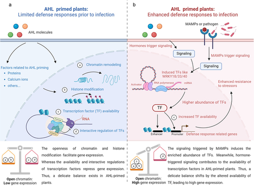 Figure 2. Altered availability of transcription factors affects the expression of defense-related genes. During plant response to various AHL molecules, chromatin remodeling and histone modification might be influenced by AHL molecules directly or by AHL-related factors including proteins, calcium ions, lipids, and others. Open chromatin facilitates gene expression, whereas the availability and interactive regulation of transcription factors (TFs) may limit the expression of the defense-related gene in AHL-primed plants (A). Pathogens or microorganism-associated molecular patterns could induce the gene expression of WRKY TFs. More abundant TFs would shift the balance of the gene regulation network (B). The increased TF availability would thus strongly promote the expression of defense-related genes in AHL-primed plants.