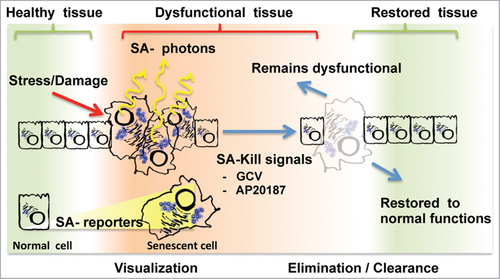 Figure 1. Current strategies for senescence visualization and manipulation in tissues. The accumulation of senescent cells in healthy tissues following chronic stress or acute damage is pictured from left to right. Alternatively, dysfunctional tissues can be restored to health following senescent cells elimination/clearance (pictured on the far right). To visualize senescent cells (left), the new models use senescence-associated (SA) luminescent reporters that will emit SA-photons suitable for tissue imaging. To eliminate/clear senescent cells (right), SA-Kill signals like the small molecules GCV and AP20187 specifically induce apoptosis in tissue resident senescent cells. Following senescent cell elimination, it is expected that some, but not all, tissues will revert to health.