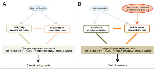 Figure 6. Schematic representation of the signaling pathways involved in cell dormancy. (A) Cell signaling pathways activated by low cell density under clonogenic conditions (i. e. in isotonic or slightly hypotonic culture medium). Under these conditions, a mild activation of BMP/TGFβ (Fig. 1A, 5A and Fig. S4C) and redox imbalance (Fig. 1A and 5B) signaling pathways is observed, redox imbalance also contributing to the activation of BMP/TGFβ signaling (Fig. 5B). (B) Reinforcements of these signaling pathways under dormancy-inducing conditions in slightly hypertonic medium. The main effect of hypertonicity is to amplify redox imbalance and BMP/TGFβ signaling (Fig. 3, Fig. 2B and Fig. S4B and C) thus increasing the expression level of the dormancy gene expression signature that is already activated in cells plated at low density but in hypotonic or isotonic medium.