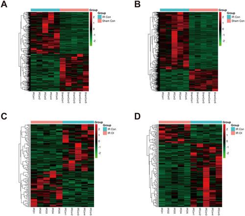 Figure 3 LncRNA and mRNA expression profiles after hepatic IR injury and after OI pretreatment. Heatmaps were drawn to show the results of hierarchical clustering analysis for the differentially expressed genes, fold change ≥ 2.0 and P value < 0.05 as the filtering criteria. (A and B) are showed lncRNA and mRNA expression profiles of the IR Con vs Sham Con group, (C and D) displaying differentially expressed lncRNAs and mRNAs of the IR OI vs IR Con group, respectively. The color scale represents the variation of expression values. Green indicates low expression and red indicates high expression.