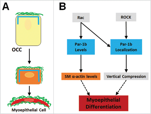 FIGURE 8. Summary of Myoepithelial Cell Differentiation and Morphogenesis. (A) Outer cuboidal cells (OCCS) in E13 SMGs localize Par-1b (blue lines) to the basal periphery, adjacent to the assembled basement membrane (green lines). Following 96-hour culture, untreated OCCs undergo vertical compression and begin to express the myoepithelial cell marker, SM α-actin (orange rectangle), and localization of Par-1b and basement membrane is extended laterally in as the cells undergo vertical compression and myoepithelial differentiation. (B) Working model for molecular control of myoepithelial cell differentiation. Par-1b localization is controlled directly or indirectly downstream of both Rac and ROCK. Localized Par-1b regulates vertical compression in differentiating myoepithelial cells. Par-1b protein levels are controlled directly or indirectly by Rac and maintain levels of SM α-actin, a myoepithelial marker.