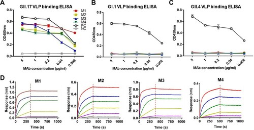 Figure 1. Binding properties of the anti-GII.17 mAbs. (A) Reactivity of the mAbs with GII.17-KT VLP in ELISA. (B) Reactivity of the mAbs with GI.1 VLP in ELISA. (C) Reactivity of the mAbs with GII.4 VLP in ELISA. Data are mean ± SD of triplicate wells. PC, a norovirus cross-reactive antibody 7D8 serving as a positive control. NC, anti-SARS-COV-2 mAb 2H2 serving as a negative control. (D) Binding affinities of the M1 to M4 mAbs to the GII.17-KT VLP determined by biolayer interferometry analysis. Association and dissociation steps are divided by dashed red lines.