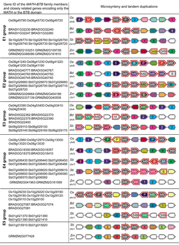 Figure 2. Graphic display of shared synteny and tandem duplications of selected grass MATH-BTB genes from the expanded subclades E1-E5 of rice, Brachypodium, Sorghum, and maize. MATH-BTB genes are depicted with the label MB, BTB genes with B, MATH domain encoded genes with M, and known MATH-BTB pseudogenes in rice with P. These genes are additionally highlighted in red. Selected members of the MATH-BTB family are colored in gray and appear in the center of the diagram surrounded by 5 upstream and downstream neighbor genes. Note that some MATH-BTB genes identified in this study are depicted in other colors. The graph was generated using the Phytozome database. To simplify visualization of genes from different species belonging to the same family other than MATH-BTBs, they were labeled with numbers and appear in the same color. For corresponding sequence identifiers matching labels see Table S2.