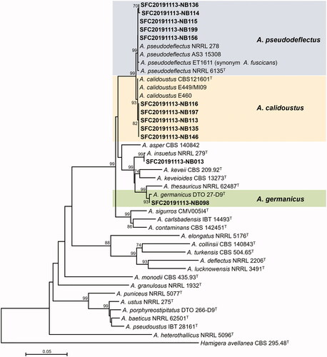 Figure 2. Maximum likelihood (ML) phylogenetic tree of Aspergillus sect. Usti based on the combined data set of BenA and CaM sequences. Bootstrap values >70 are presented at the nodes. The scale bar represents the number of nucleotide substitutions per site. “T” indicates the ex-type strains. Aspergillus reported in this study are represented in bold. The unrecorded Aspergillus species are accented in color box.