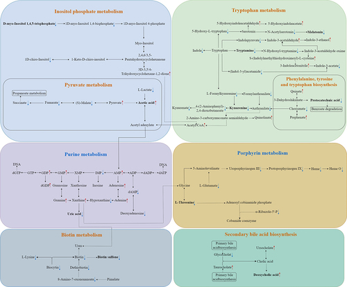 Figure 8. Ten altered gut metabolites correlated with GI symptoms in the eight KEGG pathways. GI symptoms include constipation and total GI symptoms. Display full size The direct pathway according to the KEGG database. Display full size The indirect pathway according to the KEGG database. Display full size Decreased gut metabolites, fold change ≥1.1, variable importance in projection (VIP) ≥ 1.25, and P-value <0.05.Display full size Increased gut metabolites, fold change ≤0.9, VIP ≥ 1.25, and P-value <0.05. Ten metabolites derived from microbiota (Turicibacter, Coprococcus 1, Eggerthellaceae, and Clostridium sp. BR31) were screened out, enriched in eight metabolic pathways, and were identified to correlate with GI symptoms in ASD children. GI, gastrointestinal; ASD, autism spectrum disorder.