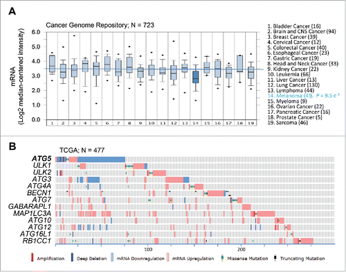 Figure 2. Consistent dowregulation of ATG5 mRNA expression in melanoma cell lines and tumor specimens. (A) Box plots depicting ATG5 mRNA expression (median centered intensity) across the indicated 19 tumor types (numbers of cell lines in parentheses) extracted from Oncomine from the Cancer Genome Project cell line dataset (E-MTAB-783; N = 732). P value for ATG5 downregulation in melanoma is indicated on the right. (B) mRNA expression (defined by RNA-Sequencing normalized to diploid cases by RSEM), as well as allelic number, missense and truncated mutations of core autophagy genes (color coded as indicated) in TCGA melanomas (N = 477 specimens). Shown is information extracted from cBioPortal for melanoma cases (numbered at the bottom) with alterations in the indicated factors.