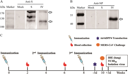 Fig. 1 Vaccine candidates and immunization schedule.Western blot analyses of Middle East respiratory syndrome coronavirus (MERS-CoV) S and inactivated whole MERS-CoV(IV) vaccines using mouse anti-S (a) and anti-NP monoclonal antibodies (mAbs) (b). Schematic of the study (c)