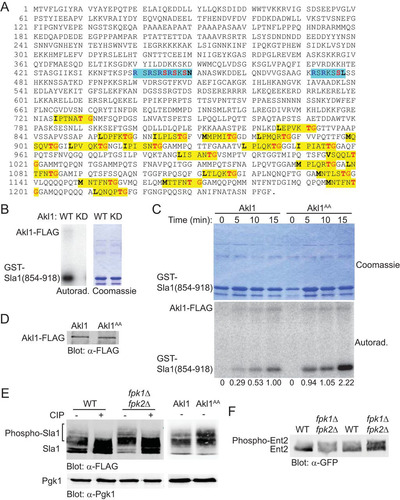 FIG 4 Phosphorylation by Fpk1 downregulates Akl1 activity. (A) Sequence of Sla1. Shown are the consensus Akl1/Prk1 phospho-acceptor site (yellow box), matching either the Prk1 motif (L/I/V/MXXQ/N/T/SXTG) determined in Pan1 (Citation51) or the Akl1 motif (L/I/V/MXXQ/H/M/T/N/AXTG) determined using synthetic peptide arrays (Citation35), and the consensus Ypk1 phospho-acceptor sites (turquoise box), RXRXXS[Φ] (where “[Φ]” indicates a preference for a hydrophobic amino acid) (Citation8). (B) Cultures of an akl1Δ mutant (YFR479) expressing either Akl1-3×FLAG (pFR316) or a catalytically inactive (kinase-dead) mutant, Akl1(D181Y)-3×FLAG (pFR318), were lysed and the corresponding 3×FLAG-tagged proteins recovered by immunoprecipitation with mouse anti-FLAG antibodies. The resulting immunoprecipitates were incubated with [γ-32P]ATP and GST-Sla1(854-918) that had been purified from E. coli harboring plasmid pDD0214. The resulting products were resolved by SDS-PAGE and analyzed as described in Materials and Methods. (C) Same as in panel B except that an akl1Δ mutant (YFR479) expressing either Akl1-3×FLAG (pFR316) or Akl1AA-3×FLAG (pFR319) was used. Numbers beneath each time point represent the autoradiogram/Coomassie signals, normalized to the ratio observed for WT Akl1 at 15 min. (D) The immunoprecipitates obtained for panel C were resolved by SDS-PAGE and analyzed by immunoblotting with anti-FLAG antibodies. (E) A wild-type (WT) strain (BY4741), an isogenic fpk1Δ fpk2Δ mutant (YFR205), and strains expressing Akl1 (YFR507) or Akl1AA (YFR508) and expressing from the GAL1 promoter 3×FLAG-Sla1(851-1244) (pFR360) were grown to mid-exponential phase, and expression was induced with galactose for 3 h. The cells were harvested and lysed, trichloroacetic acid extracts were prepared, and the precipitated proteins were resolubilized, treated with calf intestinal phosphatase (CIP), resolved by SDS-PAGE, and analyzed by immunoblotting. (F) Strains expressing Ent2-GFP (YFR491-A) and Ent2-GFP fpk1Δ fpk2Δ (YFR492-A) were grown to mid-exponential phase, and cells were harvested and lysed. The resulting extracts were resolved in duplicate on a Phos-tag gel (the rightmost pair of lanes were loaded with 25% more sample than the leftmost pair of lanes) and analyzed by immunoblotting with anti-GFP antibodies.