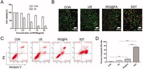 Figure 3. Antitumor effect of IRO@FA NPs mediated SDT in vitro. (A) cell viability after treated with different concentration of NPs; (B) ID8 cells were treated with IRO@FA NPs (5 μg/ml) and US (2w, 30S), costaining of alive (green) and dead cells (red); (C) The proportion of apoptotic cells was analyzed using ANXA5-FITC-PI by flow cytometry and quantitative analysis were showed (D); *p < .05; **p < .01; ***p < .001.