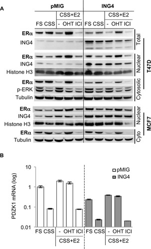 Figure 3 ING4 inhibits ERα transcription activity without affecting ERα protein expression.