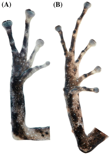 Figura 15. Pristimantis sambalan sp. nov. (DHMECN 12251). (A) Vista palmar de la mano; (B) vista plantar del pie. Longitud del pie 11.6 mm.