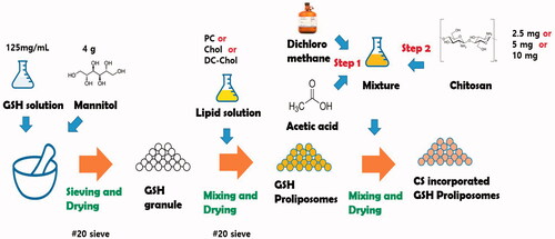 Scheme 1. Schematic illustrations for preparation of GSH proliposome.