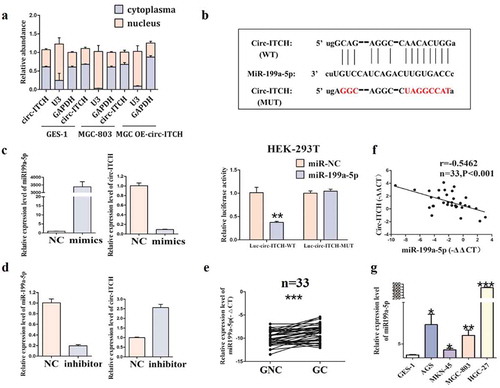 Figure 5. Circ-ITCH acted as a sponge of miR-199a-5p in GC. (a) The subcellular localization of circ-ITCH. (b) The potential binding site of miR-199a-5p in circ-ITCH was predicted by bioinformatic software (Figure 4(b) above), and the binding of circ-ITCH and miR-199a-5p was proved through dual-luciferase reporter assay in HEK-293 T cells (Figure 4(b) below). (c) The changes of circ-ITCH expression after miR-199a-5p mimics transfection. (d) The changes of circ-ITCH expression after miR-199a-5p inhibitor transfection. (e) The level of miR-199a-5p in 33 pairs of GC tissues and matched adjacent normal tissues. (f) In the GC tissues, the level of circ-ITCH and miR-199a-5p were negatively correlated by using Pearson correlation analysis. (g) The expression level of miR-199a-5p in various GC cells compared with GES-1 cells. *P < 0.05, **P < 0.01, ***P < 0.001