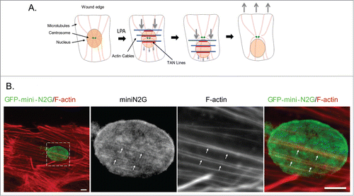 Figure 1. TAN line dependent nuclear movement. (A) Model for TAN line dependent nuclear movement in fibroblasts and myoblasts polarizing for migration. In serum-starved wounded monolayers of fibroblasts and myoblasts, LPA stimulation induces the retrograde flow of dorsal actin cables (blue). These actin cables engage nesprin-2G on the nuclear surface to form TAN lines (red) resulting in the rearward movement of the nucleus while the centrosome stays in the center of the cell. This establishes cell polarization by orienting the centrosome toward the wound edge. (B) Immunofluorescence images of TAN lines in NIH3T3 fibroblasts expressing the nesprin-2G chimera, GFP-mini-N2G. Cells were stimulated with LPA for one hr and the formation of TAN lines visualized by staining for GFP-mini-N2G and F-actin. The boxed region in the left panel is shown at higher magnification in the panels to the right. Arrows indicate TAN lines with colocalized GFP-mini-N2G and actin cables. Scale bar, 5 μm.