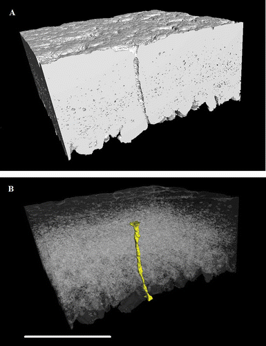 Figure 8. Three-dimensional reconstruction of an equatorial region of eggshell between the outer surface and the mammillary layer, generated using X-ray mCT. The reconstruction is positioned (A) to cut through vertically a pore along one face of the image with high-density material (calcite) shown as white and other material/space in grey. In (B), the dense material is shown transparent with the pore false coloured in shaded yellow to show its full shape and orientation through the shell matrix (colour version available online at http://dx.doi.org/10.1080/00071668.2014.924093). Scale bar = 400 µm, resolution = 1.5 µm.