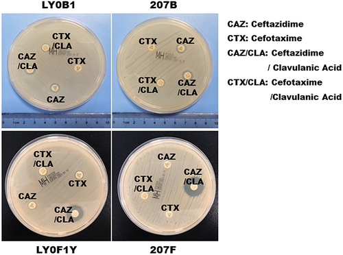 Figure 3 ESBL confirmation test of the CZA-resistant Klebsiella pneumoniae (LY0F1Y and 207F) that were produced in vitro.