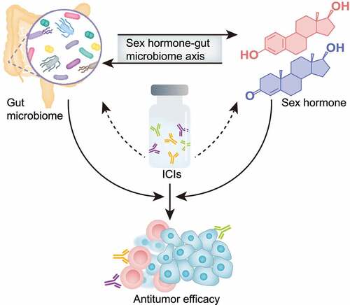 Figure 3. The role of the sex hormone-gut microbiome axis in tumor immunotherapy. Gut microbiome can influence the host’s levels of sex hormones through either metabolizing sex hormones or regulating gonadal secretion. In turn, the sex hormones can alter the gut microbiome by either serving as an energy source to support the growth of certain bacteria or regulating intestinal immune homeostasis. The interaction between sex hormones and gut microbiome constitutes the sex hormone-gut microbiome axis. Thus, the influences of gut microbiome and sex hormones on the patient’s response to ICIs can be simultaneously studied, although a growing body of evidence showed the effect of each of them on the antitumor efficacy of ICIs.