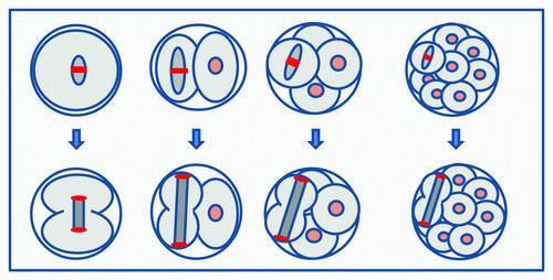 Figure 5. Summary: A shift in spindle length regulation after the first mitosis. Cartoon depicting key differences between the first and subsequent mitoses. In the first mitosis, metaphase spindle length is constrained (top left), causing the spindle to be substantially smaller than its container. In contrast, later spindles adopt steady-state metaphase lengths more similar to the size of their cell. Anaphase spindle elongation in the one-cell embryo is constrained (bottom left), such that chromosomes are delivered to the center of the forming daughter cell. In contrast, in later anaphases, the spindle extends to the entire cell length, causing chromosomes to be segregated to the greatest possible extent, being delivered to the distal cortex.