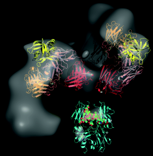 Figure 4. The 3D RCT reconstruction of the DVD-Ig™ molecule (gray) bound to both antigens. The crystal structure of the DVD-Ig™ Fab (DFab) fragment bound to IL-18 (yellow) is shown docked on the “Z” shaped structure. Also shown are the Fc (cyan, PDB code 1HZH residues 246–478), the first constant domain (red) and the 2 variable (inner and outer) domains found in Fab arms of the DVD-Ig™ molecule. The structures were manually fitted into the 3D RCT reconstructed density map to achieve the best visual fit to the map, while avoiding steric clashes between the domains. The hinge region and IL-12 were not explicitly modeled.