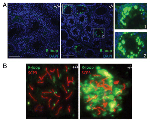 Figure 2. Accumulation of R-loops in Setx−/− germ cells. (A) Immunostaining of testes cross-sections from wildtype (+/+) and Setx knockout (−/−) mice with the S9.6 DNA/RNA (R-loop) antibody. Nuclei were stained with Hoechst 33342. Scale bar, 100µm. Regions 1 and 2 show magnifications. (B) Immunostaining of pachytene spermatocytes from wildtype (+/+) and Setx knockout (−/−) with S9.6 antibody shows a dramatic accumulation of R-loops in senataxin deficient germ cells. SCP3 was used to stain for the synaptonemal complex and identify pachytene stage cells. Scale bar, 20 µm.