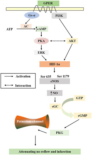 Figure 8. The signaling pathway of TMYX against myocardial no-reflow.
