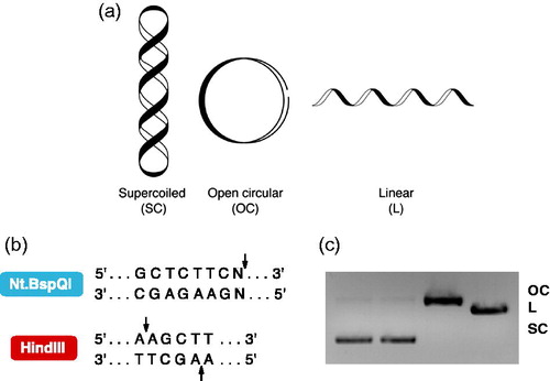 Figure 1. (a) Supercoiled (SC), relaxed (OC), and linear (L) pUC19 tertiary dsDNA structures employed. (b) Site-specific recognition sequences of the nicking endonuclease Nt.BspQI and type II restriction endonuclease HindIII. (c) Agarose gel electrophoresis of pUC19 (400 ng) tertiary structures; lane 1, superhelical pUC19; lane 2, superhelical pUC19 + BSA; lane 3, superhelical pUC19 + Nt.BspQI + BSA; lane 4, superhelical pUC19 + HindIII + BSA.
