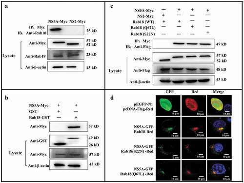 Figure 4. Rab18 binds to CSFV NS5A. (a) Co-immunoprecipitation (co-IP) assay. Cells were transfected with pcDNA-NS2-Myc or pcDNA-NS5A-Myc for 48 h. The transfected cells were lysed and immunoprecipitated, and western blot analysis was conducted using anti-Myc, anti-Rab18, and anti-β-actin. (b) GST-pulldown assay. GST or GST-Rab18 fusion proteins expressed in E. coli BL21 (DE3) were purified with glutathione agarose resin and incubated with the lysate of NS5A-Myc-expressing cells. Western blot analysis using anti-GST, anti-Myc, and anti-β-actin. (c) Exogenous NS5A-Myc binds to Rab18-Flag, S22N-Flag, and Q67 L-Flag in co-transfected cells. pcDNA-NS5A-Myc with pCDNA3.1-Rab18-Flag-, pCDNA3.1-S22N-Flag-, and pCDNA3.1-Q67L-Flag-transfected cells were lysed and immunoprecipitated. Then, western blot analysis was conducted using anti-Myc, anti-Flag, and anti-β-actin. pcDNA-NS2-Myc with pCDNA3.1-Rab18-Flag was used as a negative control. (d) Rab18 co-localization with CSFV NS5A protein. Cells were co-transfected with NS5A-GFP and Rab18-Red, NS5A-GFP and Q67L-Red, and NS5A-GFP and S22N-Red. Plasmids pEGFP-N1 and pCDNA-Red were co-transfected as a control. At 48 h after transfection, cells were fixed in 4% paraformaldehyde and stained with DAPI to label nuclei (blue). Scale bars, 10 μm