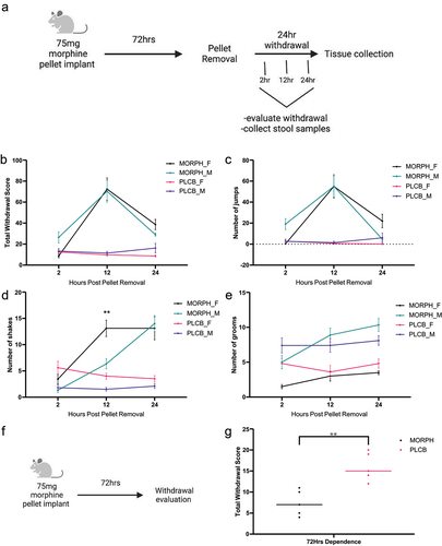 Figure 1. Somatic withdrawal symptoms were observed in female and male mice. Schematic of the withdrawal drug treatment paradigm in four groups: morphine-treated females (MORPH_F), morphine-treated males (MORPH_M), placebo treated females (PLCB_F) and placebo treated males (PLCB_M) (a). Total withdrawal (b), as well as top individual symptoms of withdrawal, jumping (c), shaking (d), and grooming (e). All groups had an n = 9–11 animals. Replicates were done with an n = 2–3 per group repeated four times. Statistical analysis for all graphs by two-way ANOVA, Tukey’s multiple comparisons test, **p < .01 between the male and female morphine treated animals. Values plotted are mean with SEM error bars. Schematic of the dependence drug treatment paradigm of two groups: morphine (MORPH) and placebo (PLCB) (f). Mean of total withdrawal scores (g). N = 5 per group, no replicates. Statistical analysis by students t-test, **p < .01.