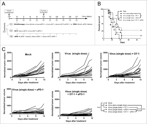 Figure 2. Antitumor efficacy and overall survival after the combination of low dose virotherapy with checkpoint blockade and adoptive cell therapy. (A) Subcutaneous B16.OVA tumors were grown for 10 days. Then mice received i.t. 5 × 106 viral particles of non-replicating adenoviruses coding for mIL2 and mTNFa or PBS. The same day, depending on the group they belonged, 2 × 106 CD8+ OT-1 T cells were adoptively transferred and/or 0.1 mg of anti-PD-1. Checkpoint blockade treatment was repeated 9 more times every 3 days. 6 random animals from each group were euthanized at day 12 and organs were collected for further analysis, the remaining animals (9-12) were maintained for survival studies. (B) Overall survival and statistical significances. (C) Individual tumor growth lines for the different conditions tested and statistical significance of the differences between groups at day 12.