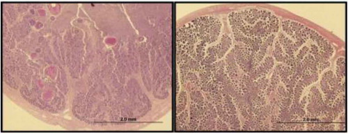 FIGURE 5. Two histological preparations showing evidence of skip spawning in Red Snapper. The image on the left is from a 707-mm, 9-year-old female collected from a standing platform in the Eugene Island artificial reef planning area. The image on the right is from a 587-mm, 6-year-old female collected in the East Cameron planning area. Both fish were collected during the peak of the Red Snapper spawning season. Note the lack of vitolleginc oocytes as well as postovulatory follicles.