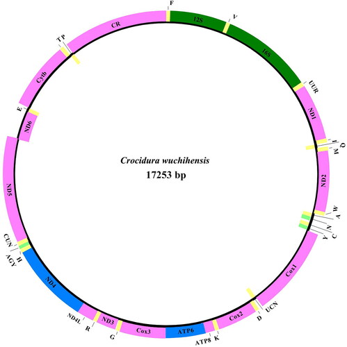 Figure 2. Gene map of the mitochondrial genome of C. wuchihensis. Most mitochondrial genes (encoding on the H-strand) were located outside of the circle. Eight tRNA genes (encoding on the L-strand) were located within the circle. The color of 12 mitochondrial genes were labeled as pink. ATP6 and ND4 were labeled as blue. Two rRNAs (12S and 16S) were labeled as green. Three tRNAs (N, Y, and AGY) were labeled as light green, while the remaining tRNAs were labeled as yellow. F: tRNA-Phe, V: tRNA-Val, UUR: tRNA-Leu1, I: tRNA-Ile, Q: tRNA-Glu; M: tRNA-Met, W: tRNA-Trp; A: tRNA-Ala; N: tRNA-Asp; C: tRNA-Cys; Y: tRNA-Tyr; UCN: tRNA-Ser1; D: tRNA-Asn; K: tRNA-Lys; G: tRNA-Gly; R: tRNA-Arg; H: tRNA-His; AGY: tRNA-Ser2; CUN: tRNA-Leu2; E: tRNA-Gln; T: tRNA-Thr; P: tRNA-Pro.